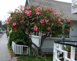 Unimmagine meravigliosa di un cortile posteriore con una recinzione a steccato e un giardino che ospita un albero, una pianta di ibisco e una auto Una scena di TreeNatura allaperto per arricchire la bellezza del tuo cortile