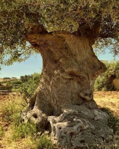 Questo antico e venerabile olivo è un simbolo di forza e longevità Le sue foglie e i suoi rami, uniti al suo profondo tronco, rendono lalbero una pianta affascinante