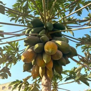 Immagine di una papaya esotica circondata da uccelli Una papaya esotica offre ai suoi visitatori un delizioso frutto, che produce sia per i nostri amici animali che per i nostri stomaci