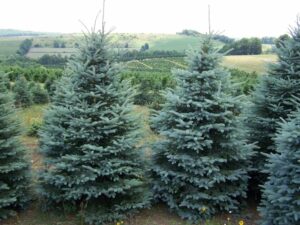 Questa immagine illustra la bellezza di un Colorado Spruce, una conifera appartenente alla famiglia dei Pini Lalbero è stato abbellito da una FlowerPianta, che si è arrampicata sul suo tronco bianco di Abete, circondato da una rigogliosa vegetazione Un esemplare incantevole che mostra come la natura sia in grado di creare meraviglie