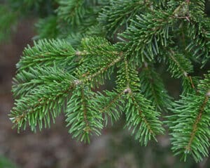 Un abete normanno, una pianta della famiglia delle conifere, è un albero dal tronco slanciato e dalle fronde aghiformi Una caratteristica di questo albero è la sua chioma conica che lo rende inconfondibile, simile a quella del pino
