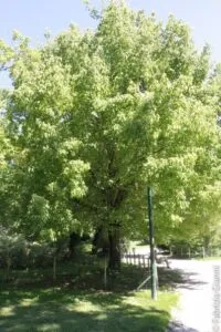 Una persona in mezzo alla natura, circondata dalla vegetazione, sotto un acero bianco che si erge fiero in una foresta allaperto Il tronco dellalbero è una testimonianza di quanto sia stupenda la foresta