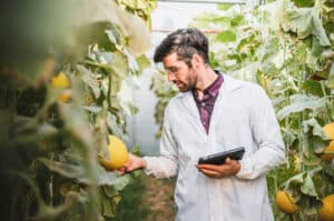 un agronomo analizza i limoni