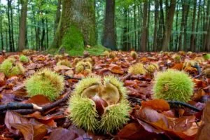 Un albero è una pianta che produce foglie, cibo e noccioli per gli uccelli La vegetazione è un importante elemento del paesaggio, poiché fornisce un habitat ricco di biodiversità