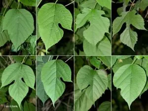 Una meravigliosa creazione artistica realizzata con un collage di carta gelata, foglie e una pianta a formare una singolare rappresentazione di un albero, per una visione unica ed affascinante della natura