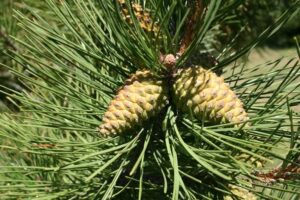 Unimmagine che mostra la bellezza unica della Banksia, un albero dalla chioma conica che produce frutti deliziosi come lananas, una pianta conifera ricca di cibo