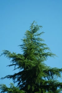 Questa immagine mostra un deodar cedro, una conifera, un albero che appartiene alla famiglia delle piante di pino e abete Ideale per fornire un tocco di esotico allambiente, questa conifera è una delle più belle che si possono trovare