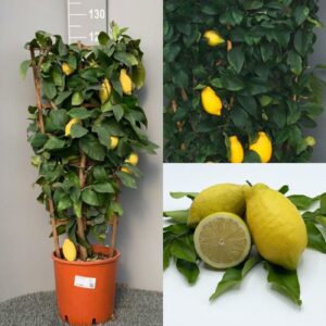 Un albero di limone, pieno di frutta agrumi succosi, circondato da un mix di verdure e frutta come mele e pere, coltivato in un vaso per portare in tavola cibo sano e nutriente