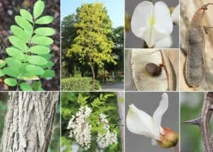 Una immagine che mostra la bellezza della natura, con un albero di Robinia come protagonista La sua chioma è composta da foglie verde brillante, fiori bianchi e astragalo Accanto allalbero troviamo una pagnotta di pane e una pera, simbolo di benessere e di apprendimento un perfetto ritratto dellatmosfera serena e stimolante dei collegi