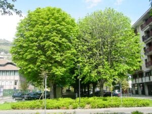Un albero ippocastano imponente si erge imponente in un quartiere urbano, con una strada caratterizzata da auto e parcheggi, uno sfondo di edifici e vegetazione Una scena tipica di una moderna città