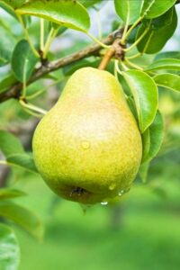 Questa foto ritrae un magico albero che produce una varietà di frutta, come mele e pere LAppleCibo che questo albero fornisce regalerà unesperienza di gusto unica nel suo genere, offrendo una fonte di nutrienti naturali che miglioreranno la salute di tutti