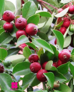 Questa immagine mostra un albero magico che produce FlowerCibo frutta, piante e bacche Un animale, un uccello, si ciba di una succosa prugna e un fiore scintillante Uno spettacolo incantevole della natura che ci ricorda di produrre in armonia con lambiente