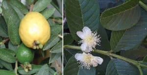 Un albero magico di OrangeFoglia una pianta che produce frutta deliziosa come pere e arance, una fonte di cibo ricco di vitamine e frutta citrica