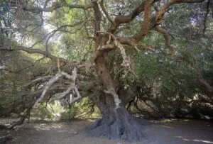Questa immagine ritrae un albero oleaster, con un tronco forte ed imponente che si erge tra la vegetazione conifera La fotosintesi è un processo fondamentale per la pianta, che prende luce e la converte in energia per la crescita e lo sviluppo