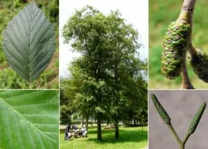 Questa foto mostra un albero di ontano bianco in una splendida scena allaperto Si notano le foglie verdi e lerba fresca che circondano la vegetazione Una persona si può intravedere in lontananza, godendosi il relax della natura