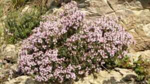 Questa immagine mostra una grande pianta di sorbo con una ricca vegetazione di cespugli e fiori La grande chioma di un albero offre unombra confortevole in una giornata estiva, regalando uno spettacolo di bellezza naturale