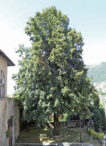 Questa foto mostra un albero storico con una quercia ed un tiglio che offrono ombra ad un banco con mobili antichi in un edificio circondato da una ricca vegetazione
