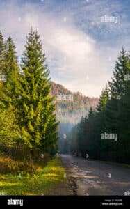 Scopri lincantevole panorama della foresta di abeti dolci! Ammira le conifere e gli abeti rossi che si estendono lungo la strada e assapora la lussureggiante vegetazione che circonda il pino Unimmagine da ricordare!