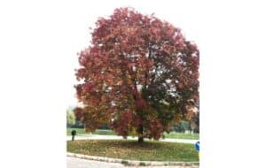 Godetevi al meglio la natura con una passeggiata sotto un bellissimo acero americano Ammirate la panchina, il tronco dellalbero e la vegetazione circostante, tra lerba e laria aperta La natura offre tanti momenti di relax e di benessere, come in questa splendida scena