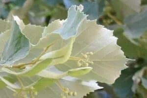 Una splendida immagine che mostra un albero argentato con un foglia di BeetleFoglia su di esso La pianta è arricchita da un animale, un Anole, un rettile, che giace tra le foglie di Tiglio e i fiori Un Coleottero impreziosisce ulteriormente la scena