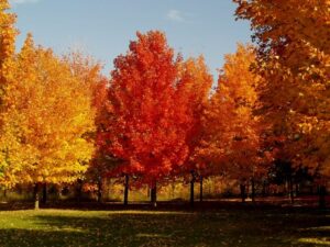 Una persona che abbraccia un albero di acero ricoperto di foglie dorate durante una splendida giornata autunnale, mentre raccoglie lo zucchero dacero per la sua deliziosa colazione