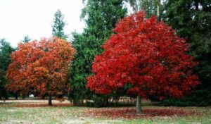 Una persona cammina in mezzo alla vegetazione autunnale, con unalbero di quercia rossa e un acero a fare da sfondo Le foglie colorate di rosso, giallo e arancione sembrano danzare al vento