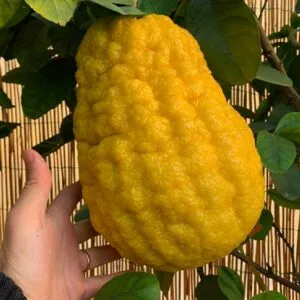 Immagine di un bambino che ride allegramente mentre sceglie tra una pera, un limone, unarancia e un cedro giallo, tutti frutti della famiglia citrus scopri la freschezza dellOrangeFrutta Citrus, il delizioso prodotto per la tua salute!