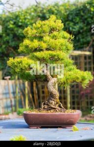 Questa immagine ritrae unesemplare di Pinus Pinea, una pianta conifera di tipo albero, riconducibile alla famiglia delle Pinaceae Questo esemplare, coltivato come bonsai, è contenuto in un vaso decorativo, dando un tocco di eleganza e stile allambiente circostante Il genere Pinus è caratterizzato da una grande resistenza, che ha permesso alla sua specie di colonizzare un ampio range di habitat