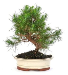 Questa immagine mostra un pino bianco est in un vaso, che ricorda un Bonsai, insieme ad una quercia, due tipi di alberi a conifere Una bella pianta da aggiungere alla tua collezione di OakPianta!