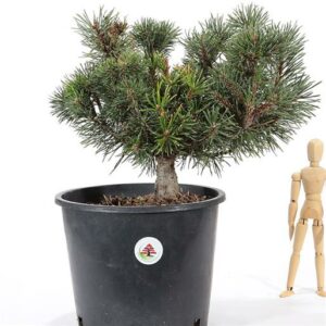 Una persona che ama le piante, con un bonsai di pino mugomesale in un vaso un albero conifero da coltivare con cura ed amore