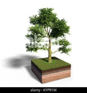 Un bonsai di quercia, nel suo vaso di cenere pallida, simbolo di saggezza e resistenza nel tempo come la pianta e lalbero che lo hanno generato
