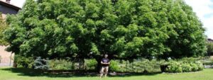 Una persona in un parco con una meravigliosa vegetazione che include una quercia, un albero ippocastano, un albero, un bosco e un boschetto di erba Unimmagine che rappresenta la bellezza della natura
