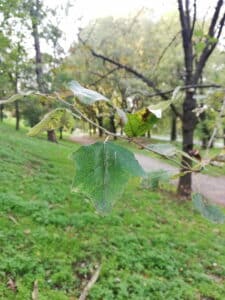 Una vista idilliaca di un boschetto di pioppi tremuli, querce, tigli, aceri e altri alberi da frutto circondati da una lussureggiante vegetazione e foglie che ricoprono il terreno come un tappeto verde Unoasi di calma e tranquillità in mezzo al bosco!