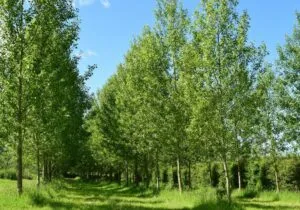 Questa immagine mostra un affascinante paesaggio di un idilliaco bosco di alberi di pioppo tremulo, tiglio e altre specie di vegetazione Le dolci sfumature di verde e lerba verdeggiante che circonda gli alberi creano un paesaggio idilliaco e un boschetto incantato