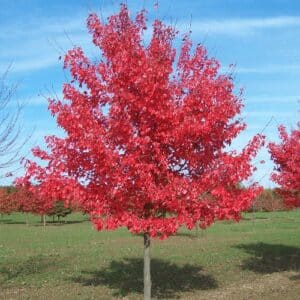 Un grande ramo rosso di un albero di quercia spicca in un boschetto di acero e di altre piante Una verde distesa di erba e di foglie circonda lalbero, creando una scena di serenità allaperto nella natura del bosco