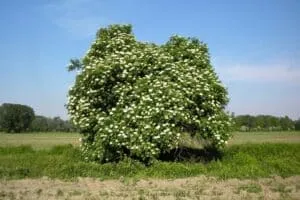 Il sambuco nero di questa meadow piantata fra vegetazione, siepi, fiori e terra ci regala uno spettacolo unico un albero, un boschetto, un cespuglio e un prato tutti insieme, per una visione naturalistica di grande effetto