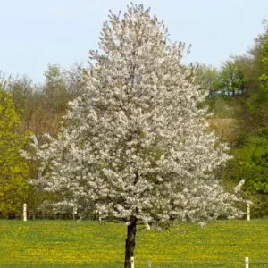 Un albero di ciliegio selvatico che si erge fiero in mezzo alla natura incontaminata Un boschetto di verde erba racchiude lalbero e una moltitudine di fiori colorati circondano larea, creando uno spettacolare spazio allaperto Unimmagine che esprime la bellezza della vegetazione del bosco