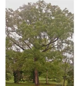 Questa fotografia cattura limmagine di una maestosa sequoia rossa che si erge in mezzo a un boschetto di alberi di noce nero, immerso nella natura e nella vegetazione Il tronco dalbero gigante si staglia dalloscurità dellambiente circostante, regalando una vista suggestiva ed emozionante, che ci ricorda lincredibile bellezza della natura allaperto