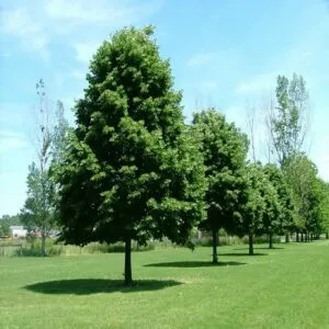 Scopri la bellezza di questo parco una splendida varietà di alberi come il tiglio, lontano, lacero e il platano, che si uniscono a un ricco boschetto di quercia e ad una vibrante vegetazione di erbe e prati Una ricca cornice naturale!