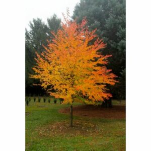 Immagine di un albero magico di acero con le sue foglie dorate che creano unatmosfera magica in un boschetto di vegetazione Un falò arde in lontananza, mentre lerba intorno scintilla sotto le stelle