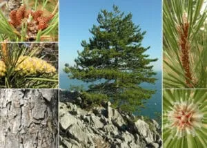 Questa immagine ritrae un albero Banksia in una lussureggiante foresta di conifere Tra le verdi foglie delle conifere spicca una pianta di ananas, un simbolo di vitalità e benessere Lalbero Banksia offre uno sfondo ricco di vegetazione, mentre un abete e un pino contribuiscono a creare uno scenario idilliaco