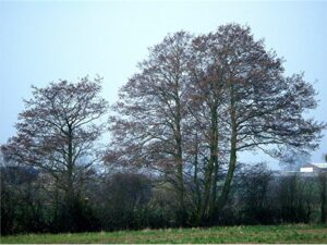 Questa immagine mostra un albero della vita con vari tipi di foglie quercia, tiglio, erba e un fiore Il LeafAlbero è circondato da una splendida vegetazione allaperto in un bosco ricco di colori Una visione incantevole che riempie il cuore di gioia