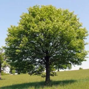 Questa splendida fotografia ritrae uno scenario incantevole, in cui il paesaggio è dominato da vari alberi che regalano una vista mozzafiato Un acero, una quercia, un tiglio, un salice e un willow si intrecciano in unarmoniosa simbiosi, mentre un tronco dalbero emerge dal campo inondato dal sole