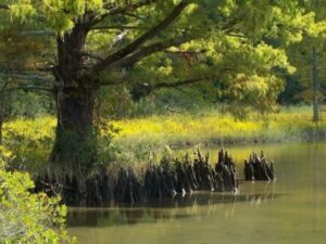 Questo magnifico scenario è caratterizzato da un suggestivo calvo cipresso che sorge in mezzo a una macchia di BushTerra La natura circostante offre un ambiente ricco di vegetazione, acque paludose e una varietà di paesaggi esterni Un albero che evoca la bellezza della natura in uno splendido scenario