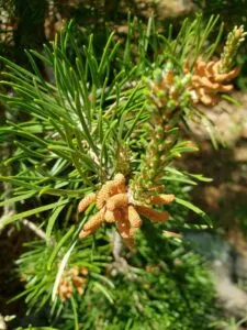 Immagine di una scena di bosco con alberi di Banksia, Betulla e Pino, simbolo di una rigogliosa vegetazione di conifere