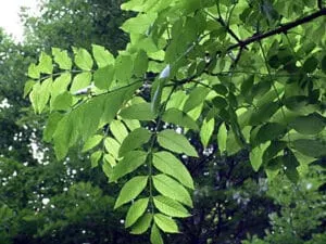 Una bellissima immagine che ritrae un albero di frassino che svetta tra la vegetazione e la terra, una rappresentazione di natura allaperto allinterno di un suggestivo bosco