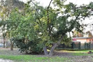 Questa immagine mostra un albero profumato che domina il cortile di un giardino La sua vegetazione è ricca e il tronco è imponente La natura circostante è quella di un bosco o di una selva, che si estende al di là del cortile Unatmosfera di pace e tranquillità pervade questo bellissimo spazio esterno GardenAlbero