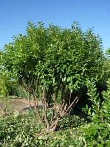 Godetevi una vista di un incantevole giardino allaperto, ricco di vegetazione, alberi profumati, cespugli, erbe e boschi che creano unatmosfera di pace e serenità