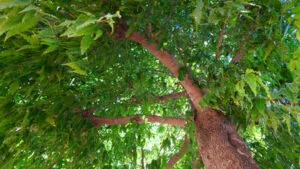 La folgorante bellezza autunnale di una meadow albero, di una quercia e del sicono, insieme a una varietà di vegetazione, foglie e terra ricca, creano una foresta pluviale ed un bosco di prato che lasciano senza respiro