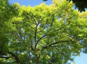 Questa immagine ritrae una grande foglia di un BirchAlbero in una vegetazione lussureggiante Siamo in una foresta di Quercia, Tiglio, Acero e Betulla ricca di macchie di terra e vegetazione Un magnifico quadro che mostra la bellezza della natura